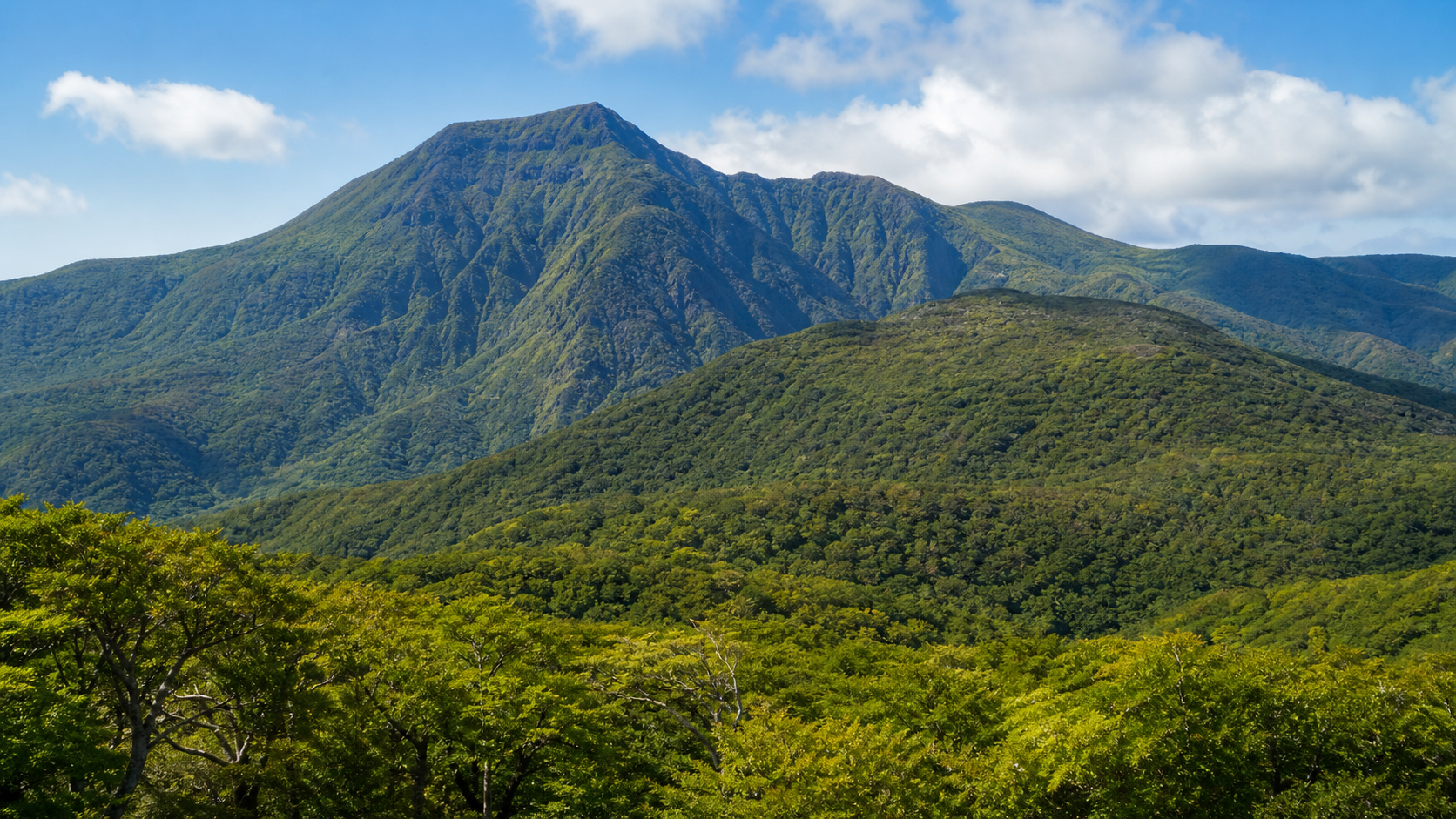 ブナ林と火山性の山容を望む天城山のイメージ