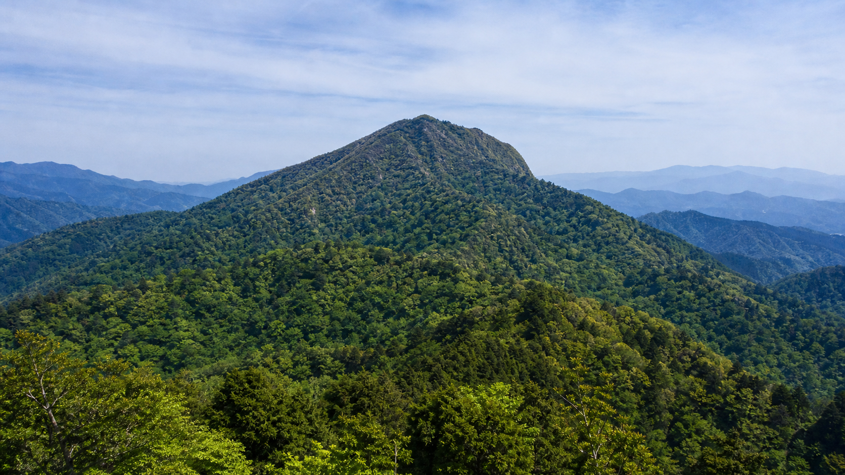ブナ林と独立した山容を望む荒島岳のイメージ