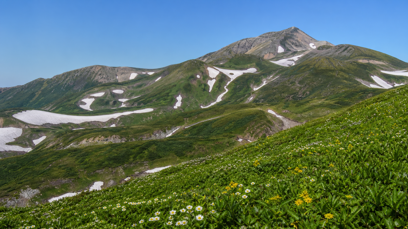 高山植物と広い稜線を望む白山のイメージ